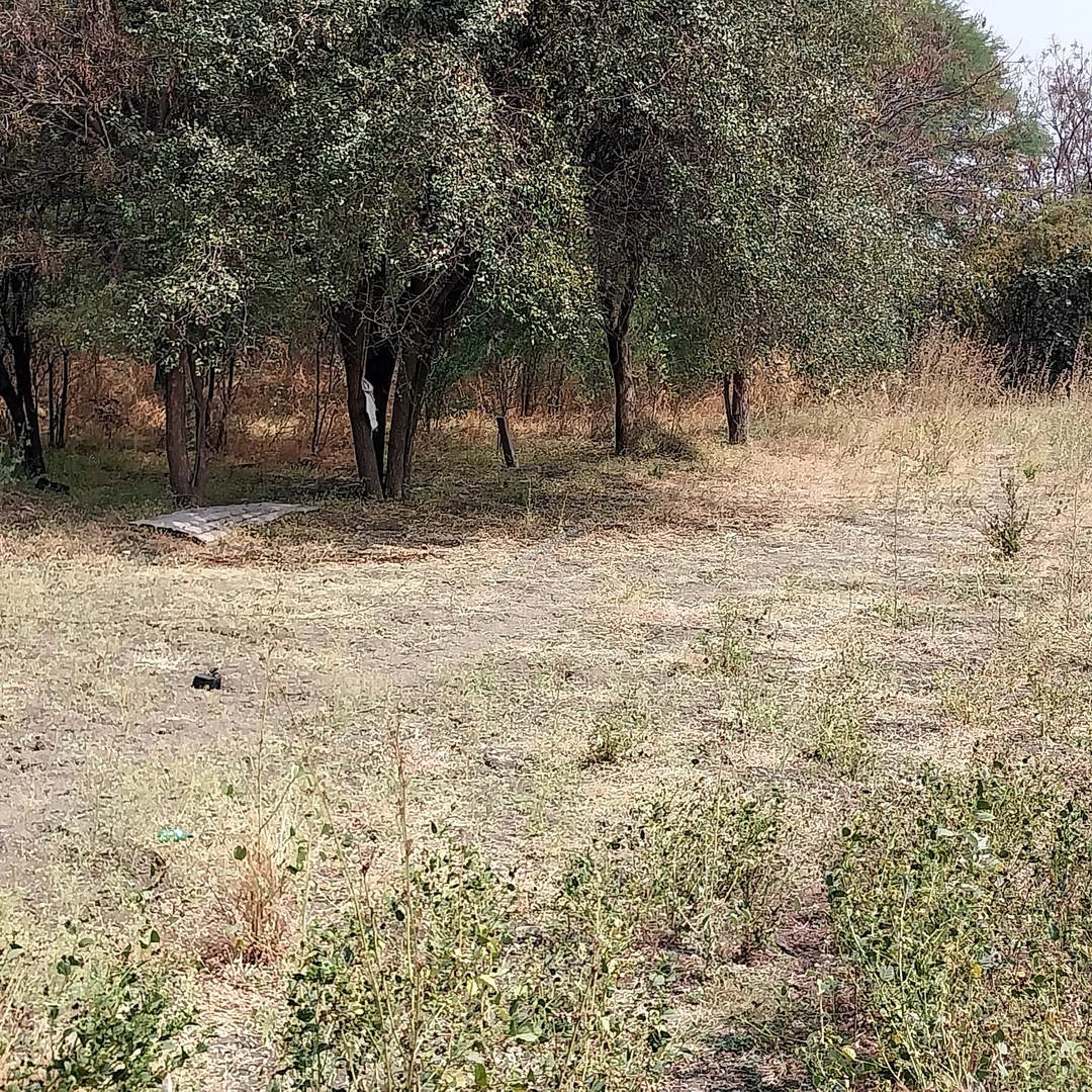 Undeveloped Sector A quiet section of the property featuring native trees and dry brush slated for future development phases at Prestige Golden Grove
